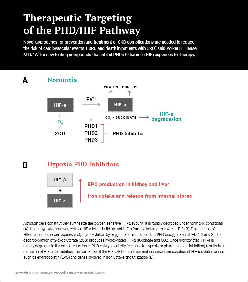 Therapeutic Targeting of the PHD/HIF Pathway: New Approaches to Renal Anemia
