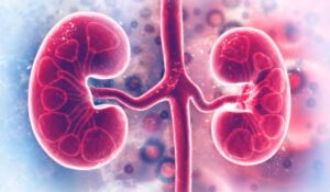 Rac1 Maintains Kidney Cell Shape and Function
